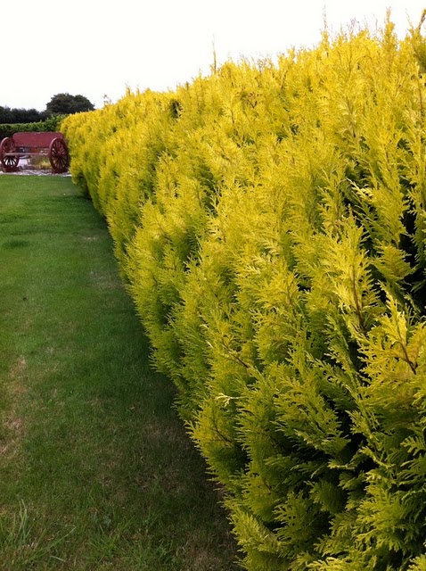 Cupressocyparis leylandii  'Gold rider'