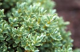Hebe 'Cobb Valley'  