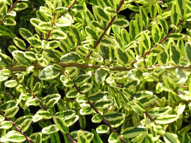 LONICERA nitida 'Lemon Beauty'