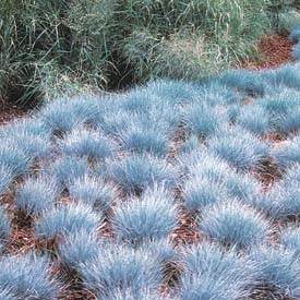 Festuca glauca 'Elijah Blue' 