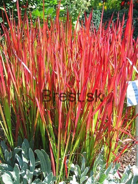 Imperata cylindrica 'Red Baron'