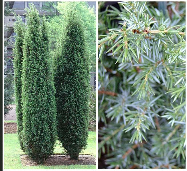 Juniperus communis 'Hibernica'