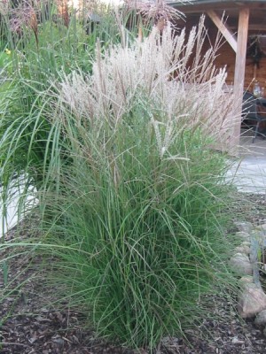 Miscanthus sinensis 'Kleine Silberspinne'