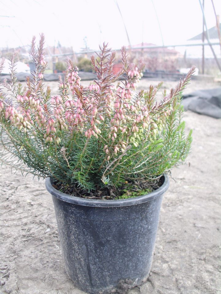 Erica carnea 'Rosea'