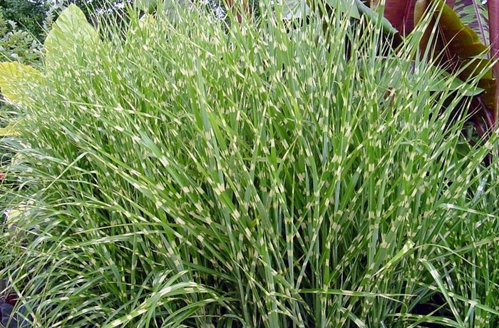 Miscanthus sinensis 'Zebrinus'