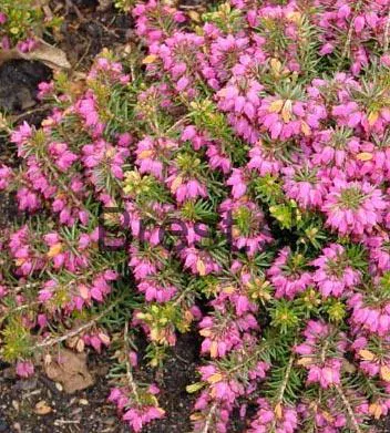 Erica carnea 'Atrorubra'