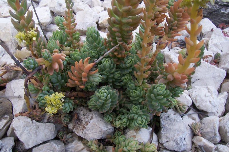 Sedum sediforme 'Silver' 