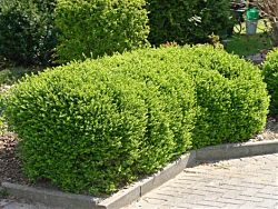 Lonicera nitida 'Maigrün' 