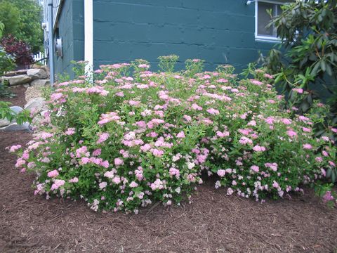Spiraea japonica 'Elegant'