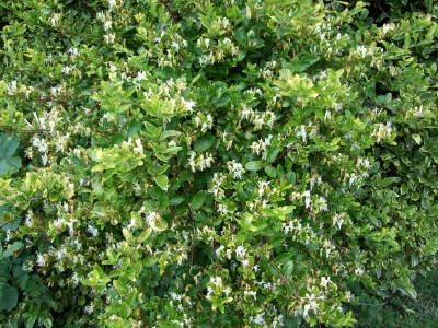 Lonicera japonica 'Aureoreticulata'  