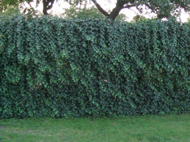 Hedera helix 'Hibernica'