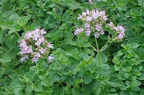 Origanum heracleoticum