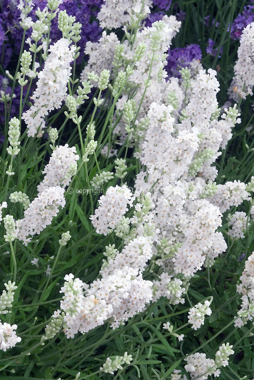 Lavandula angustifolia 'Ellagance snow'