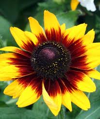 RUDBECKIA hirta 'Sonora' 