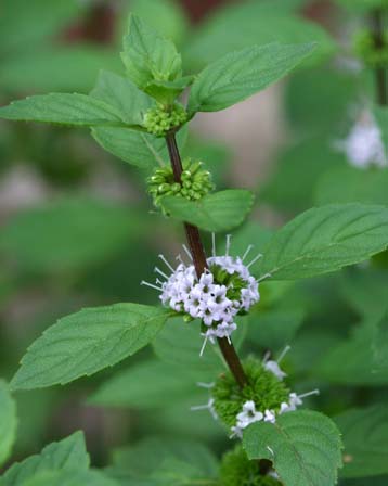 Mentha piperita