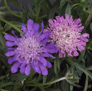 Scabiosa columbaria 'Misty Butterflies'