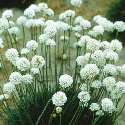 Armeria maritima 'Alba'