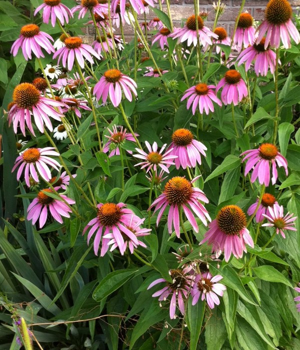 Echinacea purpurea 'Baby Swan Pink'