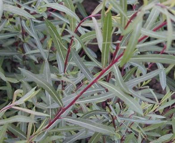 Salix purpurea 'Nana'