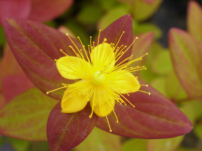 Hypericum inodorum 'Rheingold'