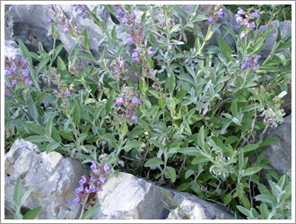 Salvia officinalis