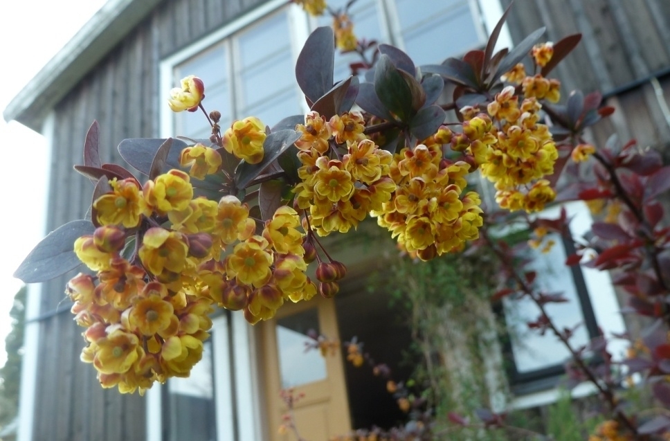 Berberis ottawensis 'Silver Miles'