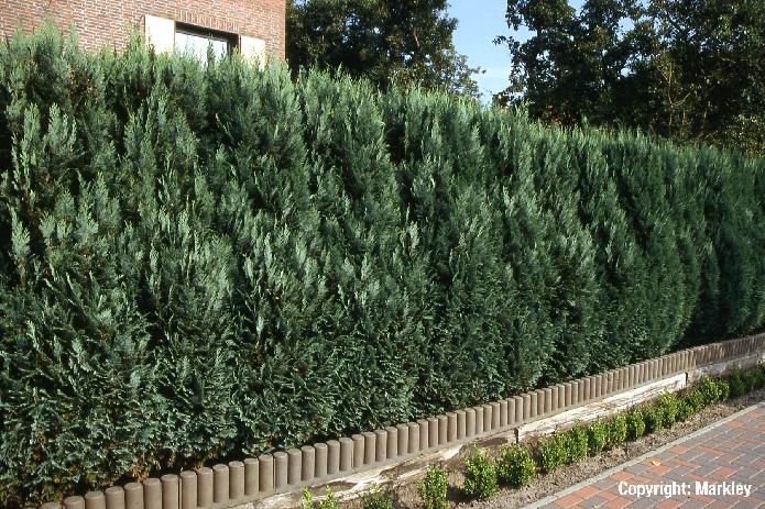 Chamaecyparis lawsoniana columnaris
