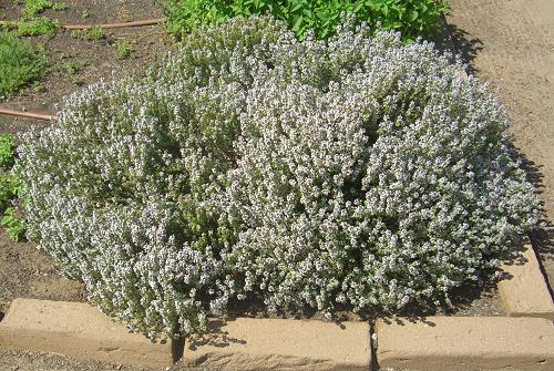 Thymus vulgaris