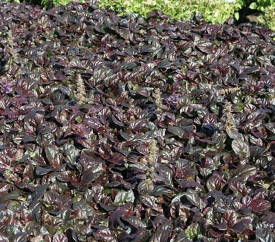 Ajuga reptans 'Braunherz' 