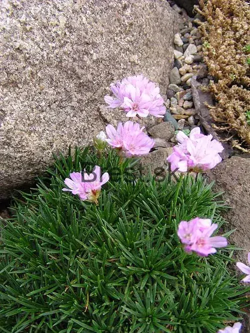 Armeria juniperifolia 