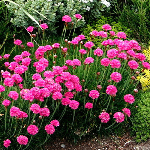 Armeria maritima splendens 