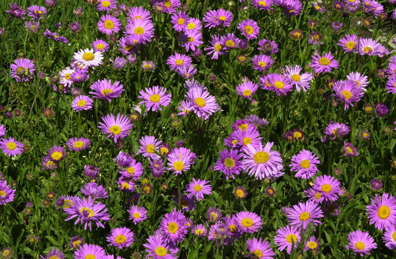 Aster alpinus 'Happy End'