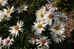 Aster alpinus 'Weiße Schöne'