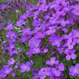 Aubrieta deltoides 'Blue Beauty'