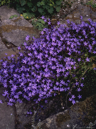 Campanula poscharskyana  