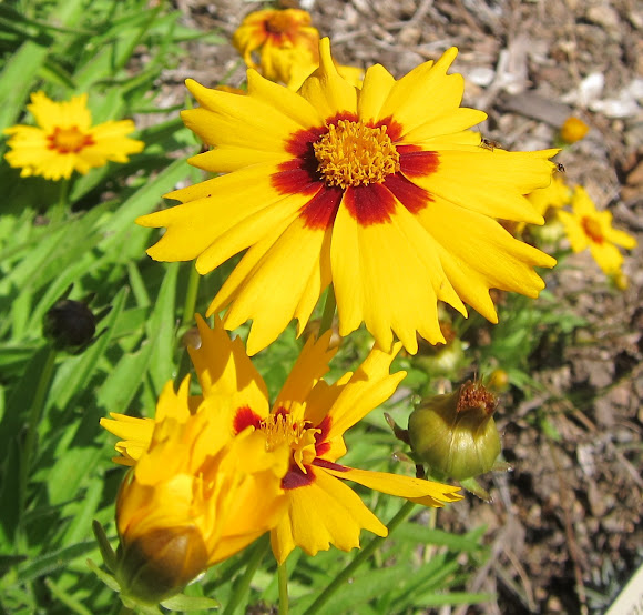 Coreopsis grandiflora heliot 