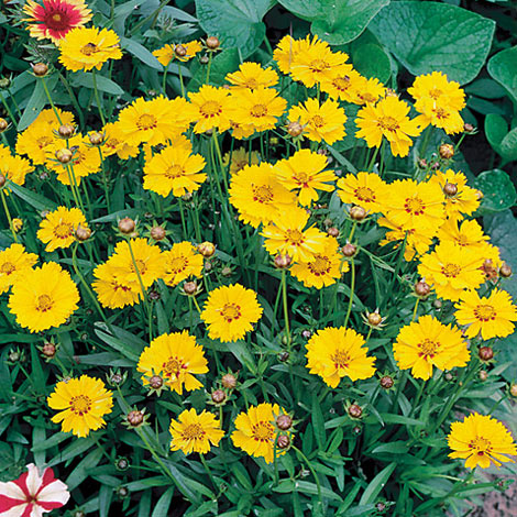 Coreopsis grandiflora 'Illico'