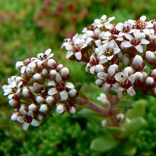 Crassula setulosa var. curta