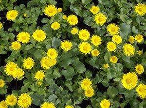 Doronicum orientale 'Little Leo' 