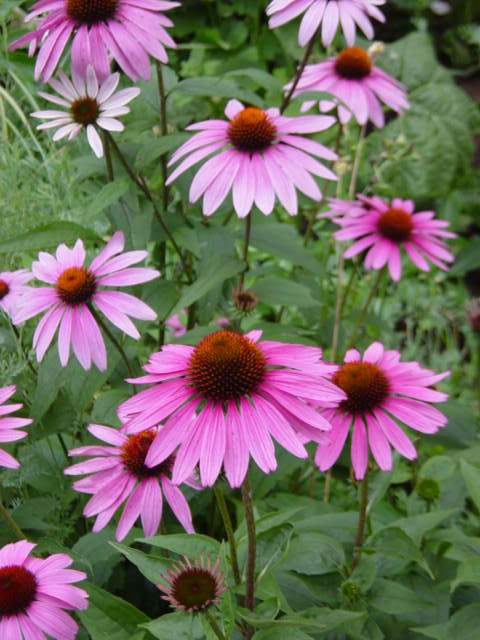 Echinacea purpurea 'Magnus' 