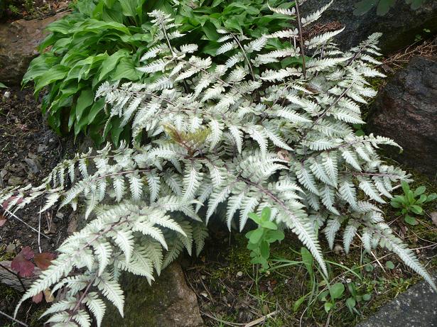 Athyrium niponicum 'Metallicum'