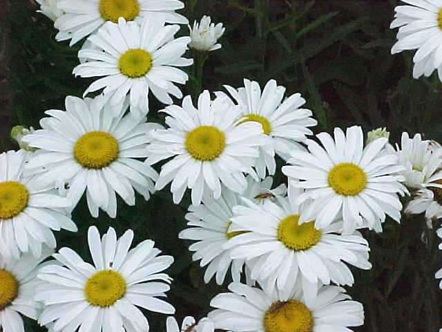 Leucanthemum maximum snow lady