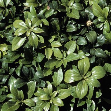 Pachysandra terminalis 'Green Carpet'  