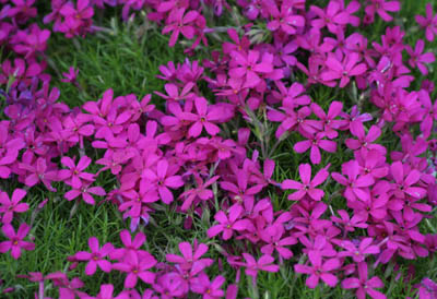 Phlox douglasii 'Crackerjack' 