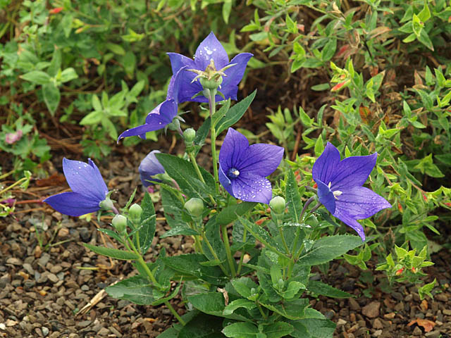 Platycodon grandiflorus 'Apoyama' 