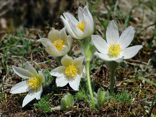 Pulsatilla vulgaris 'Alba' 