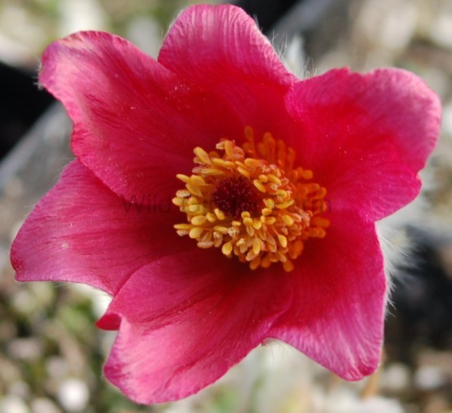 Pulsatilla vulgaris 'Rote glocke'