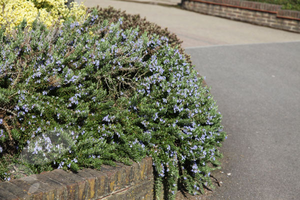 Rosmarinus officinalis 'Prostratus' 2 lit.