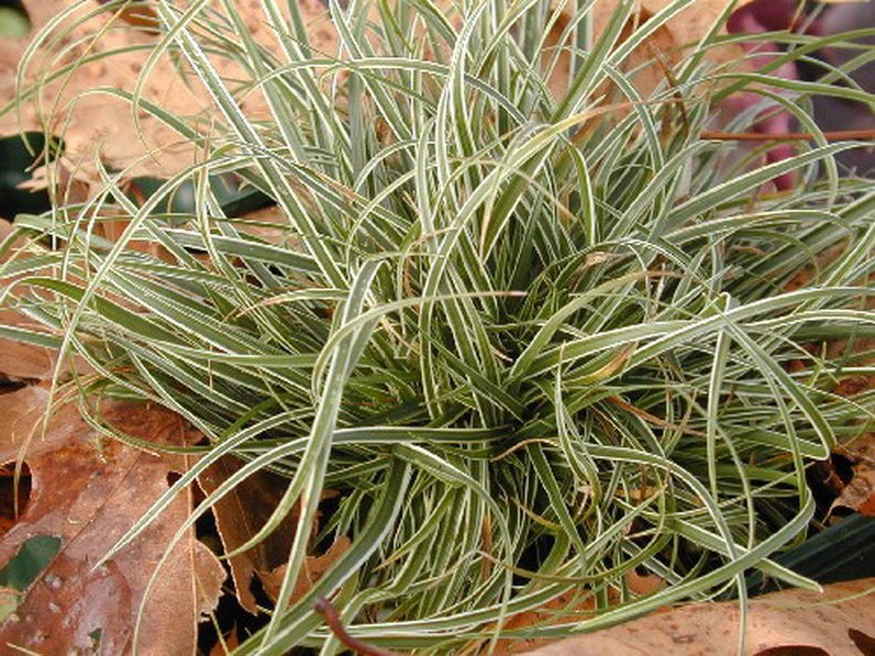 Carex conica 'Snowline' 