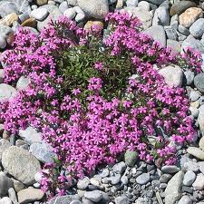 saponaria ocymoides jabora 